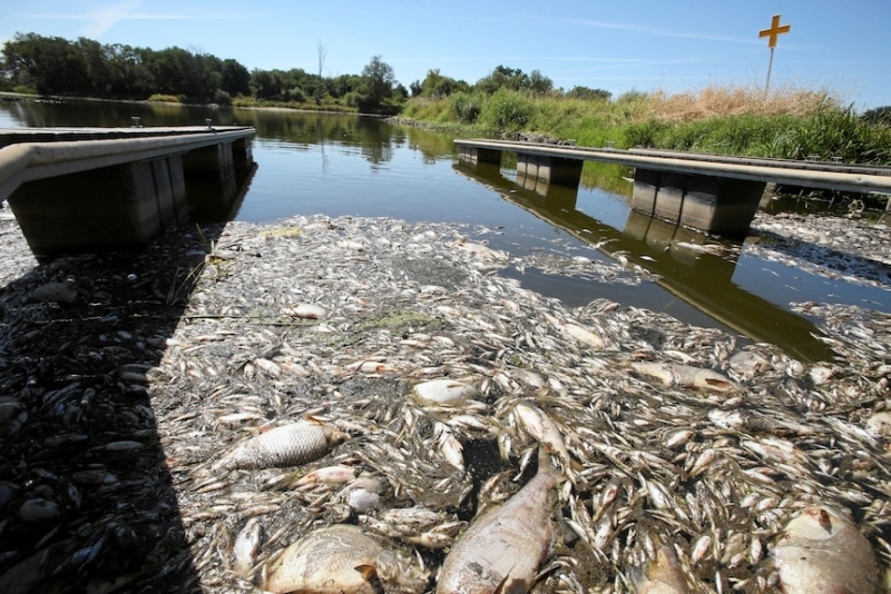 Morte di massa di pesci in un fiume tedesco-polacco dopo una sospetta discarica di rifiuti chimici