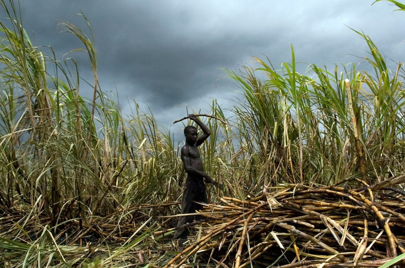 Die USA und die Dominikanische Republik bilden eine Arbeitsgruppe, um sich mit gemeldeten Arbeitsrechtsverletzungen im Zuckersektor zu befassen