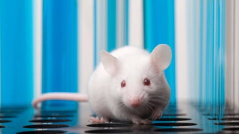 Scientists managed to reverse aging in mice, now they want to do the same in humans