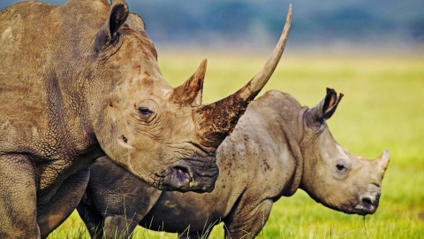 Wissenschaftler frieren gefährdete Tiere für zukünftiges Klonen ein, um dem Aussterben zu entgehen