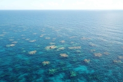 Das Riff Banco de la Plata ist vom Aussterben bedroht: Einem Bericht zufolge verbleiben weniger als 12 % der lebenden Korallen in diesem Gebiet