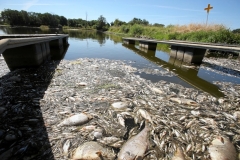 Morte di massa di pesci in un fiume tedesco-polacco dopo una sospetta discarica di rifiuti chimici: Milioni di pesci sono morti nel fiume Oder che attraversa la Germania e la Polonia, provocando avvertimenti di un disastro ambientale poiché i residenti sono invitati a stare lontano dall'acqua.