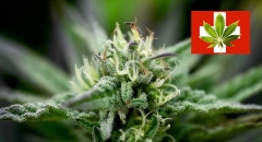 Die Schweiz erleichtert ab dem 1. August den Zugang zu medizinischen Marihuana-Rezepten: Ab dem 1. August 2022 können Ärzte in der Schweiz Cannabis ohne Bewilligung verschreiben, teilte der Bundesrat am 22. Juni 2022 mit, berichtete RTS.